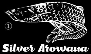シルバー アロワナ プラチナ アロワナ　アルビノ アロワナ ステッカー アロワナ 水槽 アロワナ ライト 古代魚 アロワナ 生体 B83