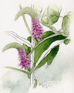Art hand Auction ■No. 8147 Kudzu Flower by Kenji Tanaka / Comes with a gift!, Painting, watercolor, Nature, Landscape painting