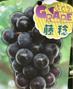 Виноград Fuji Naeki