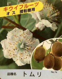  kiwi fruit fruit Tom li partition word sapling set 