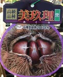 大粒栗 PVP高級品種 美玖理 接木苗木