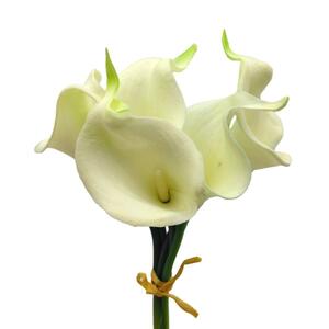  искусственный цветок Голландия kai u цвет 5шт.@( белый )
