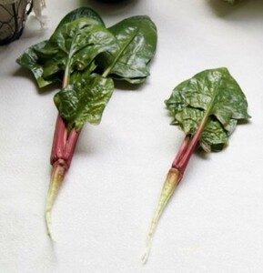 食品サンプル ほうれん草 根っこ付き リアルな野菜 大小2個セット (赤茎タイプ)