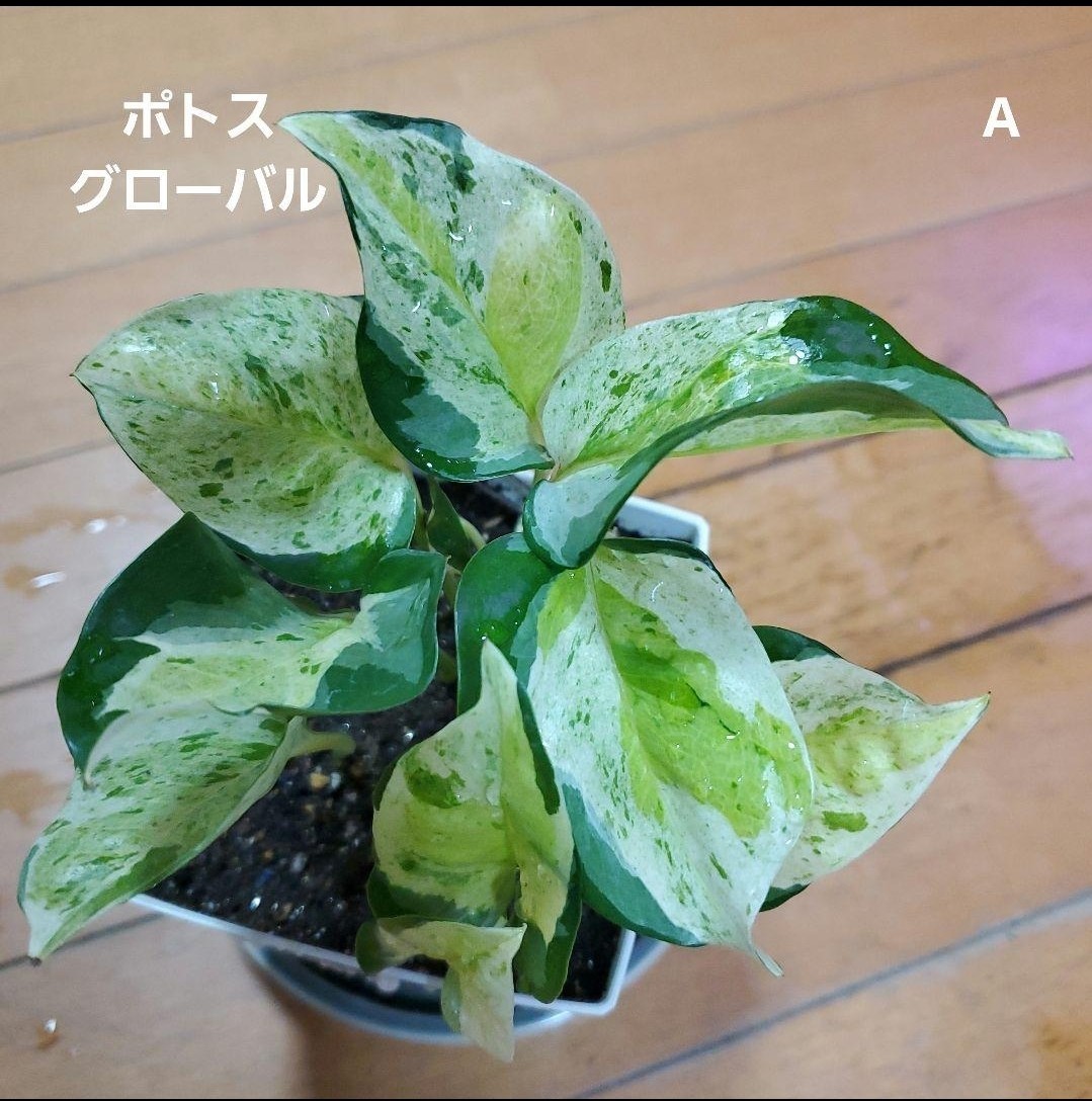 ◇セール特価品◇ ポトス パステルシャワー 豪華3本セット ラスト