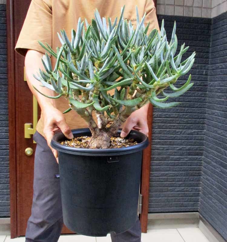 激安大特価!】 【現品】【大型】アロエ ラモシシマ(ラモシッシマ