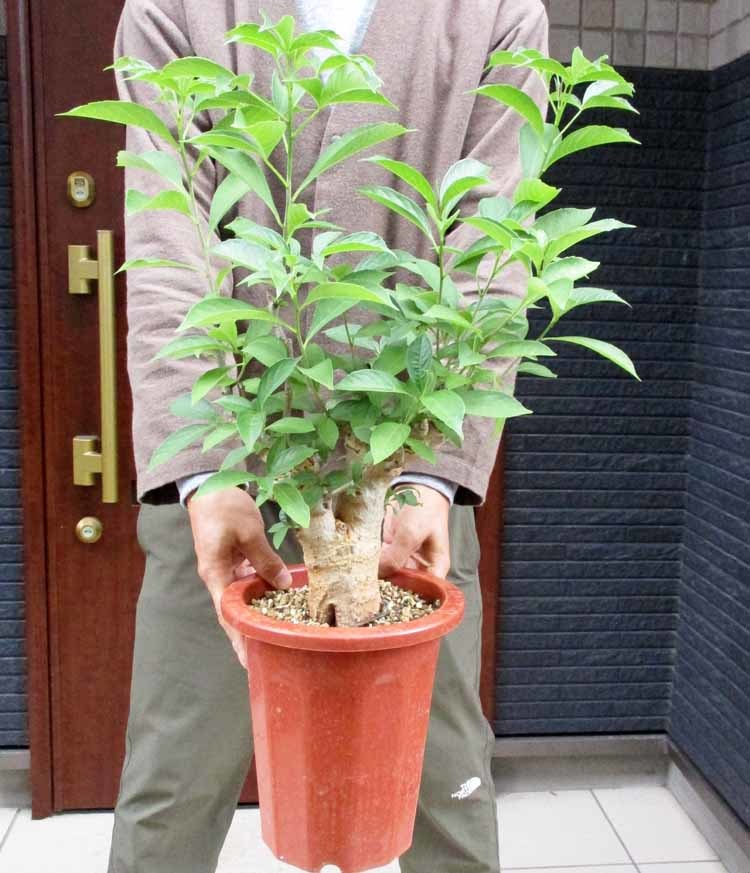 ヤフオク! -「バオバブの木」(花、園芸) の落札相場・落札価格