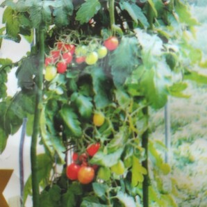 野菜作り トマト栽培 家庭菜園 栽培一式 鉢植え ベランダ菜園