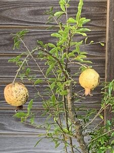 1 jpy ~ reality goods shipping pomegranate .. fruit tree seedling beauty health 