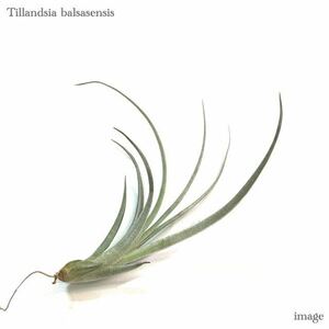 chi Ran jia Balsa sensis( air plant ti Ran jiabalsasensis)