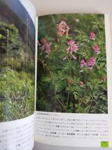 野草ハンドブック1　春の花　冨成忠夫 　山と渓谷社　【即決】_画像3