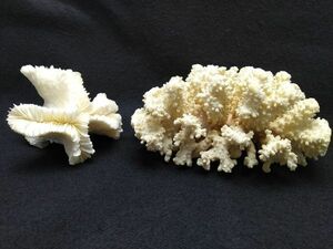 珊瑚礁　2点セット　サンゴ　置物　インテリア　観賞　オブジェ　アクアリウム (22_10404_1)