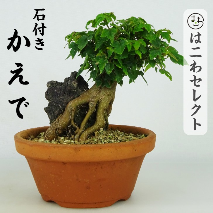 カエデ 紅葉の値段と価格推移は?|件の売買データからカエデ 紅葉の