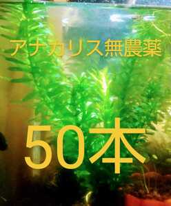 アナカリス無農薬30本 天然国産マツモ無農薬30本 セット販売 A級品アナカリス無農薬25本 天然国産マツモ無農薬15本 Studiodeiure It アナカリス無農薬30本 天然国産マツモ無農薬30本 セット販売 A級品アナカリス無農薬25本 天然国産マツモ無農薬15本 Studiodeiure It