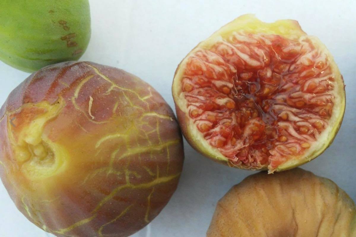 最終値下げ Thrakis Aspra スラキス アスプラ いちじく苗 植物/観葉 ...