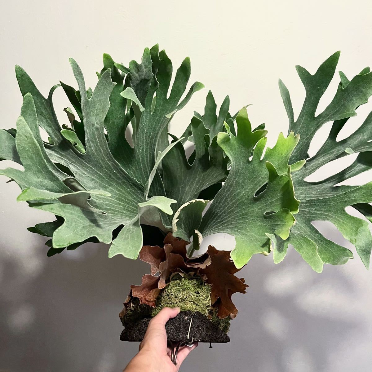 最大5000円OFFクーポン ビカクシダ 風神 雷神 2株セット - 植物/観葉植物