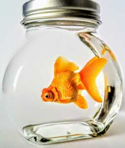  glass bottle. goldfish work made kit genuine article completely goldfish figure . color aquarium fish appreciation fish disk top ornament real goldfish . eyes gold red teme gold geo llama 