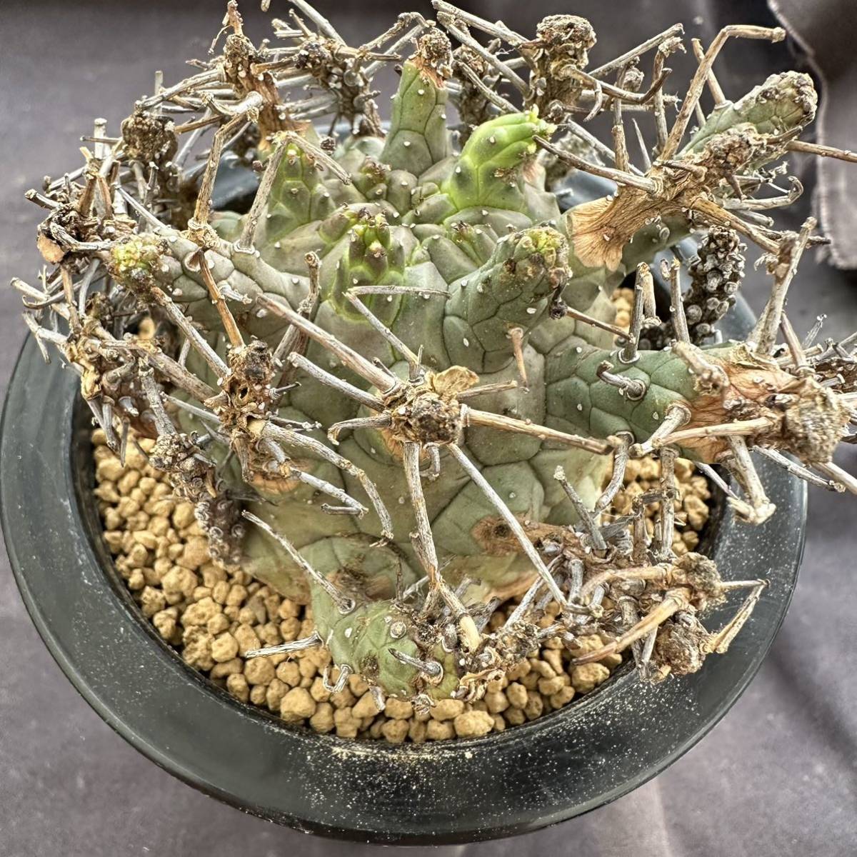 サボテン・多肉植物 887 新着 Euphorbia Brevirama(ユーフォルビア