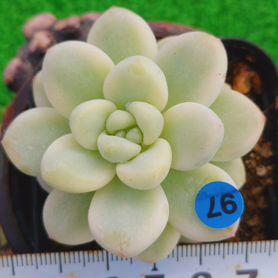 ヤフオク! -「ラウル」(観葉植物) の落札相場・落札価格