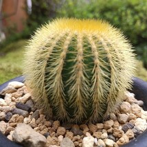 Uebelmannia pectinifera var, eriocactoides 台付 サボテン 多肉植物_画像7