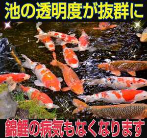 Прозрачность пруда выдающаяся. Защитите Nishikigoi от болезни! Очистка 500 тонн, просто поместив его в пруд!
