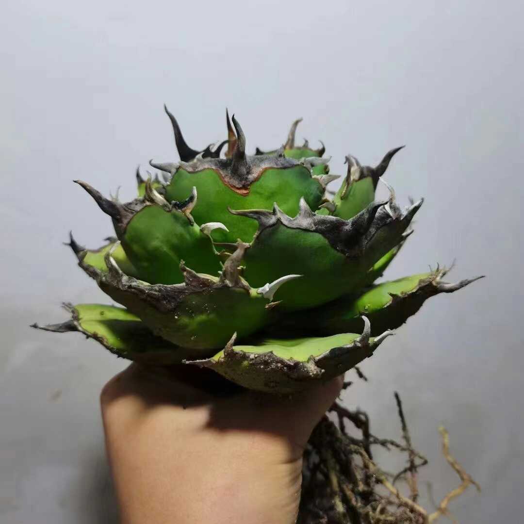 低価格で大人気の AGAVE TITANOTA owl 猫耳鷹 梟 アガベ チタノタ 子株 低価格で大人気の AGAVE TITANOTA owl 猫耳鷹 梟 アガベ チタノタ 子株