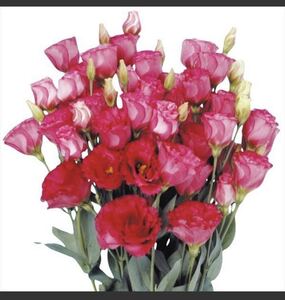 ヤフオク トルコキキョウ の落札相場 落札価格 ヤフオク トルコキキョウ の落札相場 落札価格