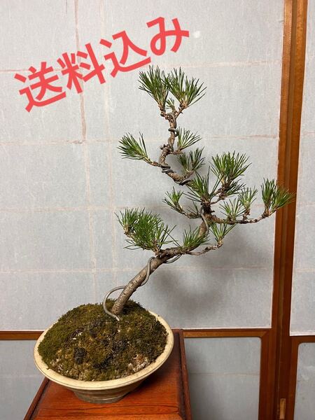 No.10 黒松 松 盆栽