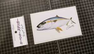 Carpenter Sticker Yellowtail Amberjack ヒラマサ ステッカー　シール/平政　