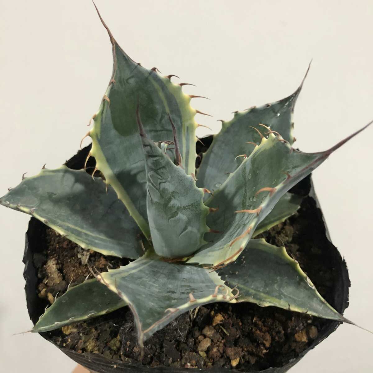 ヤフオク! -「ファイヤーボール」(アガベ) (観葉植物)の落札相場・落札価格