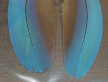 Blue yellow macaw●ブルーイエローマコー１ペアその１●サーモンフライマテリアル_画像5