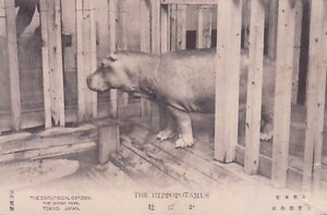 ♯ N2絵葉書　カバ牡　東京上野動物園