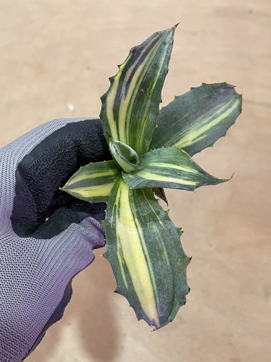 ヤフオク! -「フェロックス」(観葉植物) の落札相場・落札価格