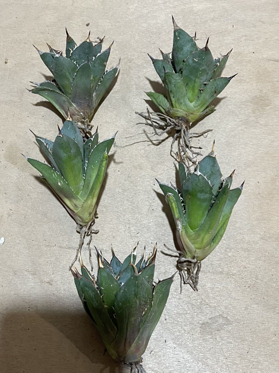 ヤフオク! -「(セット まとめ 本)」(アガベ) (観葉植物)の落札相場 ...