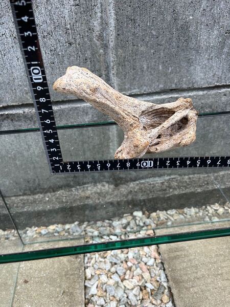 自然流木
