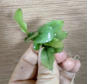 ( water plants ) first in Japan arrival! Anubias nana Jade 