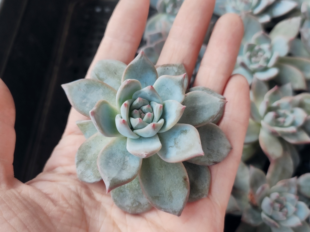最も優遇の 多肉植物 韓国苗あずbird様 植物/観葉植物 インテリア ...