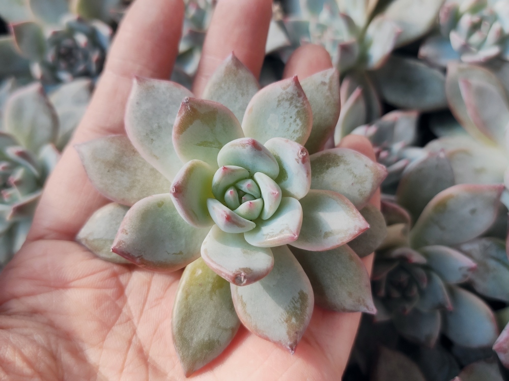 最も優遇の 多肉植物 韓国苗あずbird様 植物/観葉植物 インテリア ...