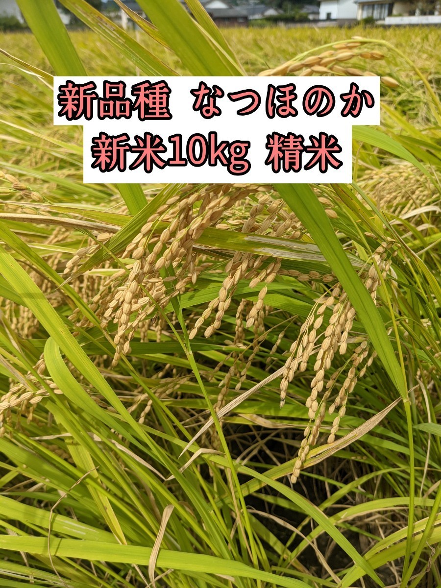 令和4年度 長崎県産 なつほのか 10kg