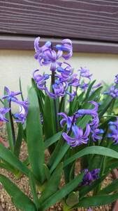 ヤフオク ローマンヒヤシンス の落札相場 落札価格 ヤフオク ローマンヒヤシンス の落札相場 落札価格