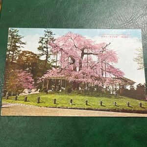 【か5】京都名勝　円大和屋公園の枝垂れ桜戦前絵はがき　絵葉書　★送料無料★ 昭和初期