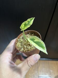 ヤフオク ポトスエクセレント の落札相場 落札価格 ヤフオク ポトスエクセレント の落札相場 落札価格