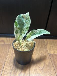 Nsll1guii9vubm Nsll1guii9vubm