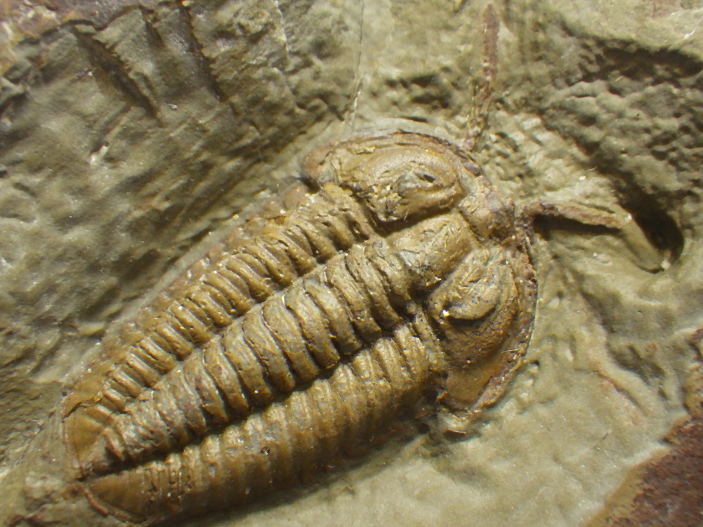 日本限定 三葉虫 化石標本 trilobite モロッコ cerkafor.com