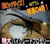 ヘラクレスゼリー☆65g超ビッグサイズ！通常の4倍の大きさ！成分に拘ったプロ仕様☆トレハロース増量☆産卵促進・長寿・体力増進に☆30個入_画像3