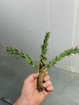 ミ6580 「現地株」ユーフォルビア　トルチラマ 抜き苗【畑に地植え株・Euphorbia tortirama・多肉植物】_画像10