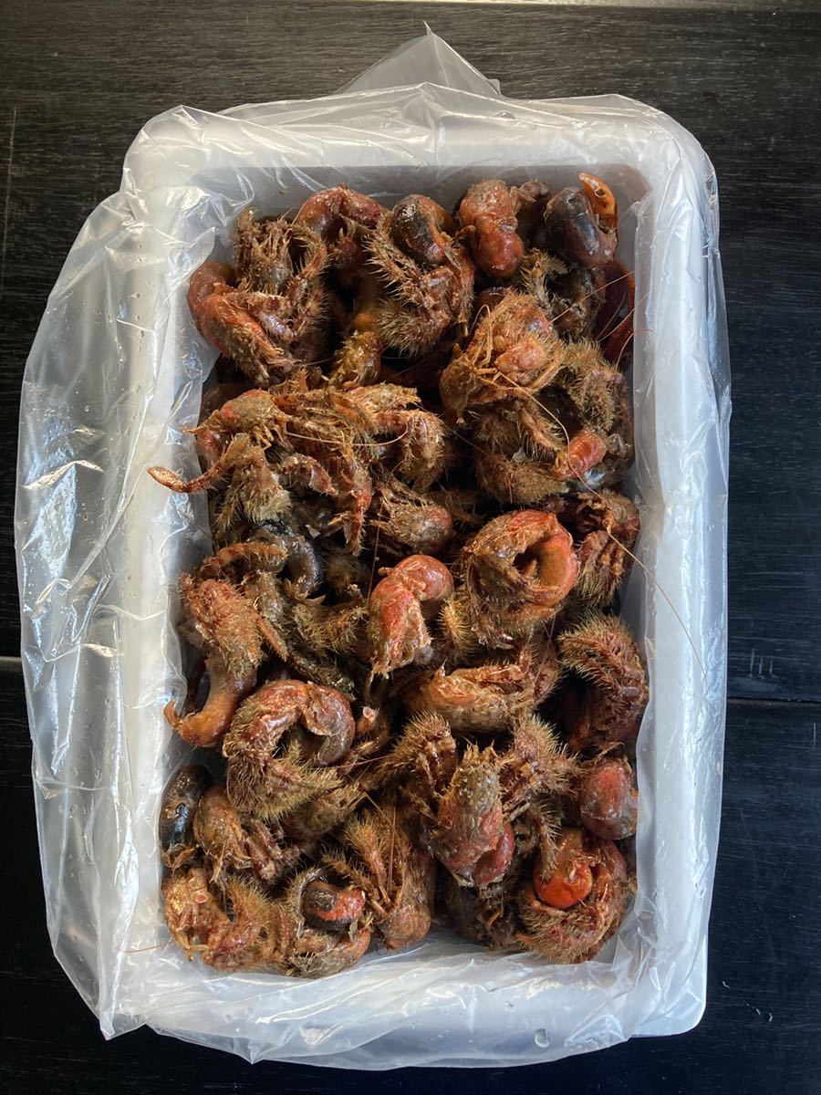 石鯛 釣り餌 冷凍ヤドカリ 200匹 www.vetrepro.fr