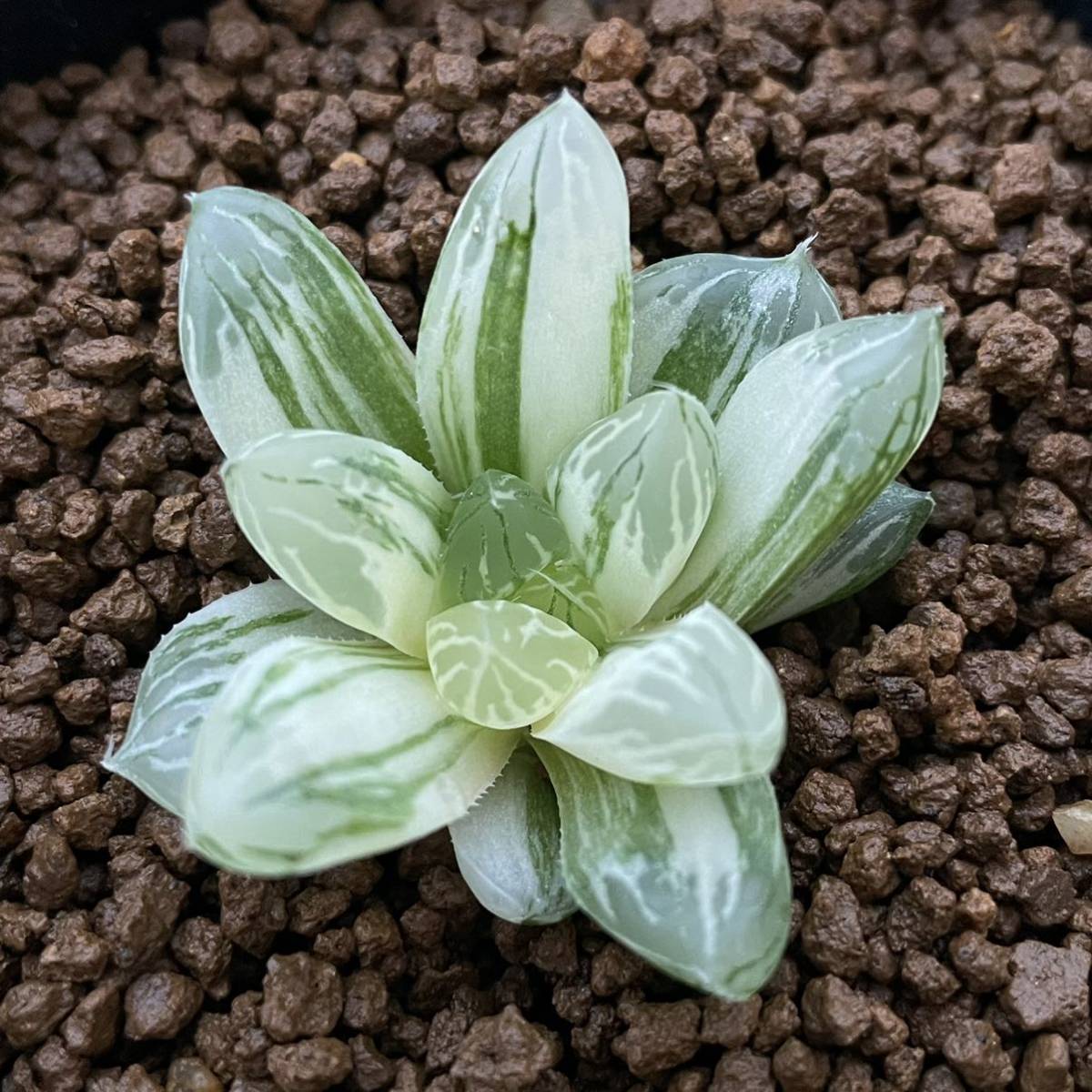 多肉植物 白蛇伝 極上斑 カキコ1株 植物 | dermascope.com