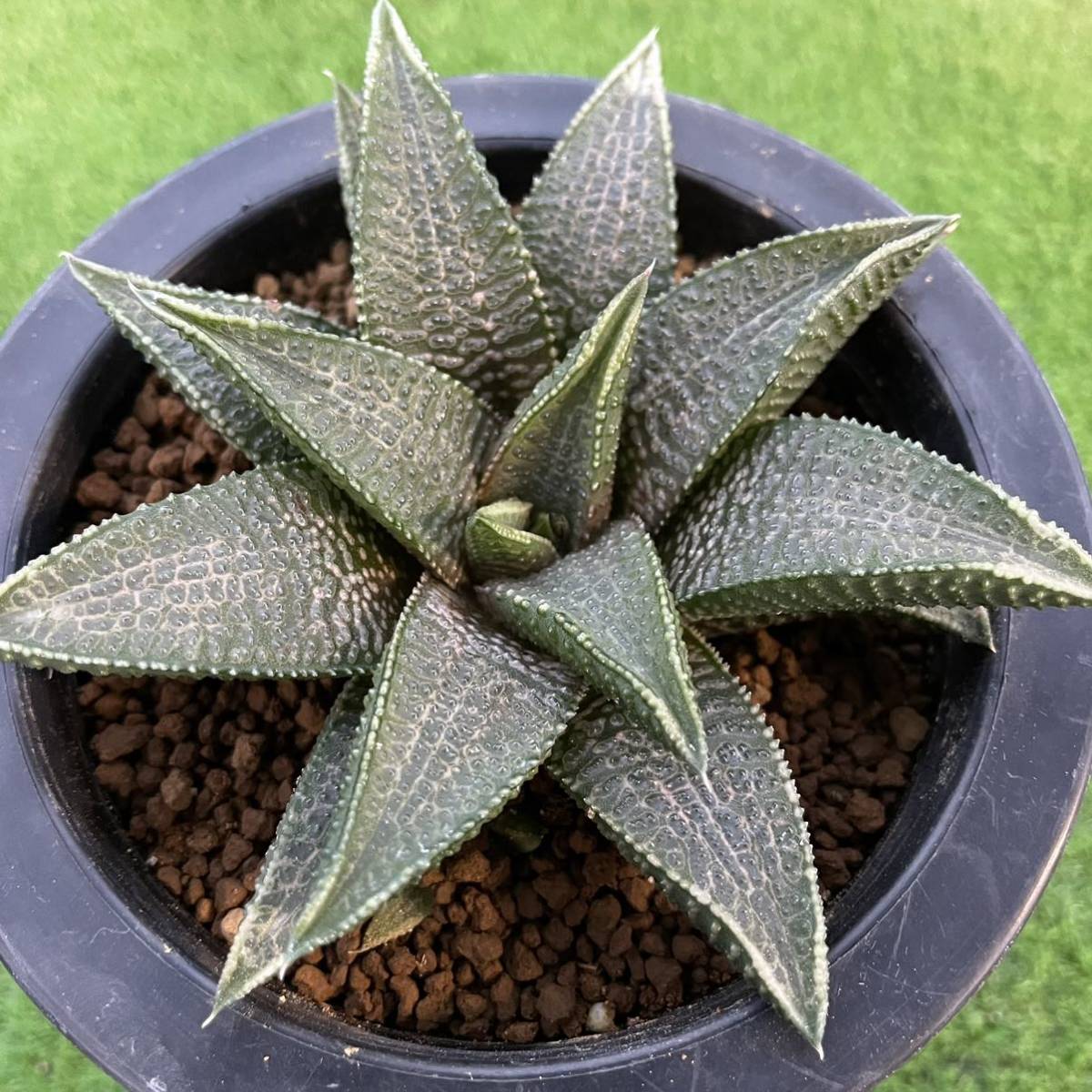 ヤフオク! -「マク」(サボテン) (観葉植物)の落札相場・落札価格