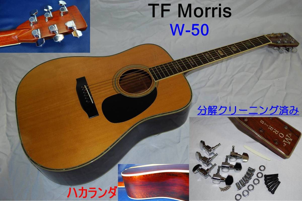 2022年限定カラー アコースティックギター Morris TF W-50 縦ロゴ