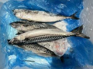  freezing mackerel .1 tail approximately 500g 2 tail set 